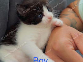 Kittens for sale