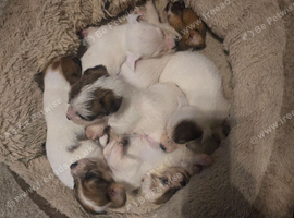 Jack Russell