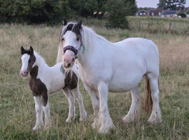 13hh mare with colt foal at foot