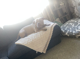 3 year old pocket bully