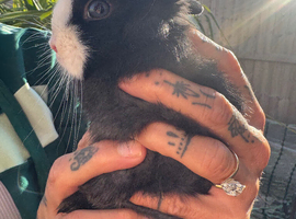 Ready now Adorable Netherland dwarf baby rabbits