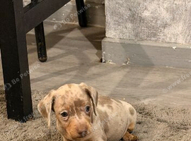 Miniature dachshund puppies