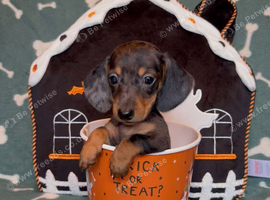GORGEOUS MINIATURE DACHSHUND PUPPIES
