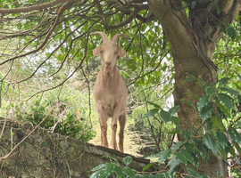 2 male goats wethers for sale