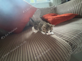 Tabby bengal kitten