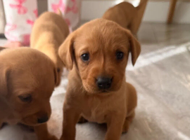 Fox Red Labradors &ndash; A Splash of Autumn, A Lifetime of Loyalty