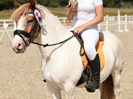 Brillant 12.1/12.2h forward going Cob type pony