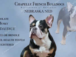 Husky Pied Choc/Tan 5* Kc French Bulldog stud