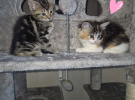 Gorgeous kitten ready for new homes
