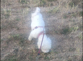 Bichon frise girl 20month