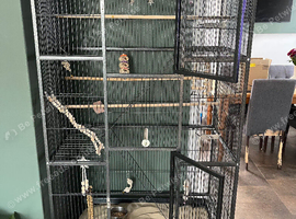 Two male cockatiels with cage
