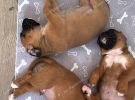 Champion breed boxer puppies