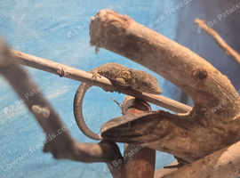 Eurydactylodes bauers gecko