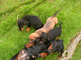 Miniature dachshund
