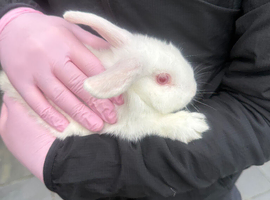 Litter of rabbits 8 weeks now