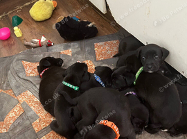 Bullador puppies