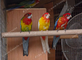 Rosella