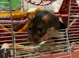 Female rat