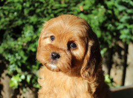 3 gorgeous Cavapoo pups