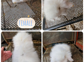 3 beautiful litter of mini lion lop