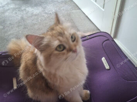 4 Beautiful British Long Haired Kittens for sale.