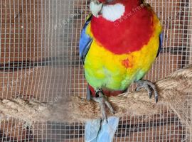 A pair of Eastern Rosellas