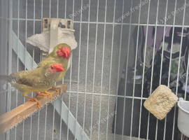 Pair of Star finches