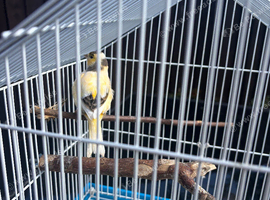 Female canaries