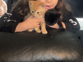 Kittens