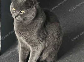 Female cat