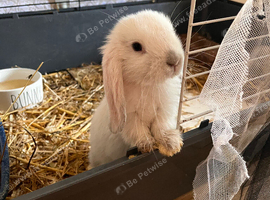 Mini lops pure bred mixed sex