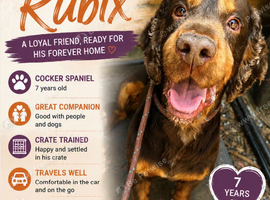 Cocker spaniel