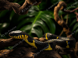 Mangrove Snake