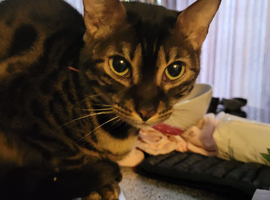Stunning chocolate charcoal bengal