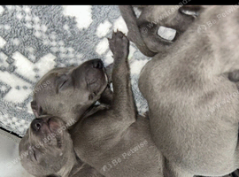 Kc registered blue puppies