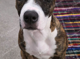 Daisy,5 month staffy x with american bulldog