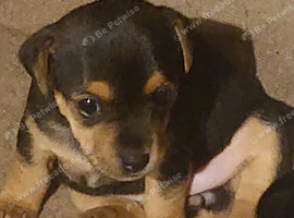 Beautiful jack Russell puppies ready to leave Sunday