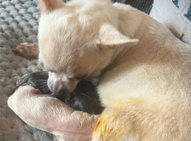 Beautiful boy kc puppies
