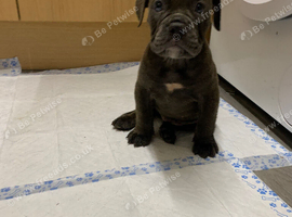 Olde English bulldog puppy looking for forever home now