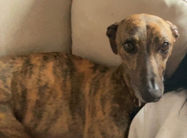 Beautiful male Lurcher, 3 Years