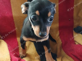 Jackawawa   puppies