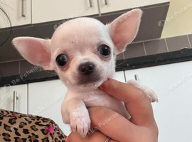 3 beautiful tiny chiuahua puppies
