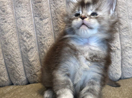 Stunning tica registered girl