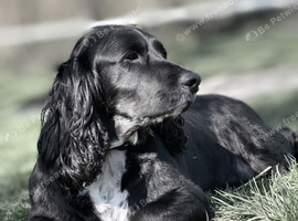 3 year old male Sprocker