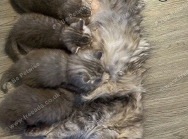 READY TO GO!!! Amazing pure breed BSH/BLH