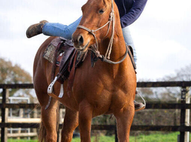 Beautiful chestnut QH mare