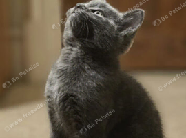 1 sweet Russian Blue boy and 1 girl