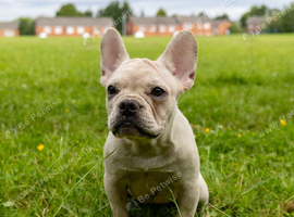 Cream French Bulldog
