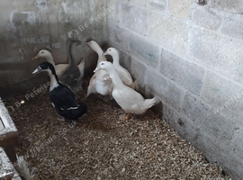 Ducklings
