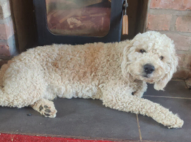 Beautiful f2b labradoodle for stud